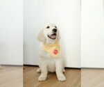 Small Photo #2 English Cream Golden Retriever Puppy For Sale in GALT, CA, USA