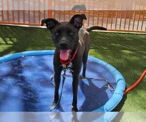 American Pit Bull Terrier-Labrador Retriever Mix Dogs for adoption in Las Vegas, NV, USA