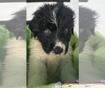 Small Photo #8 Newfoundland Puppy For Sale in HERTFORD, NC, USA