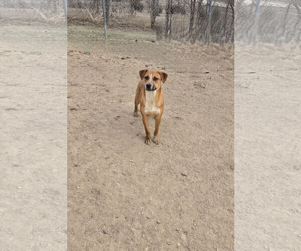 Medium Photo #1 Mutt Puppy For Sale in Maquoketa, IA, USA