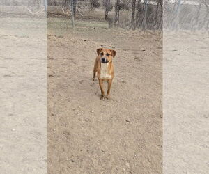 Mutt Dogs for adoption in Maquoketa, IA, USA