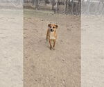 Small Mutt