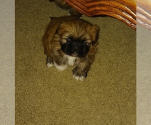 Shih Tzu Puppy for sale in OTTUMWA, IA, USA