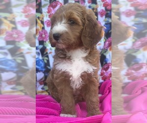 Cavapoo-Goldendoodle Mix Puppy for sale in EDWARDSBURG, MI, USA