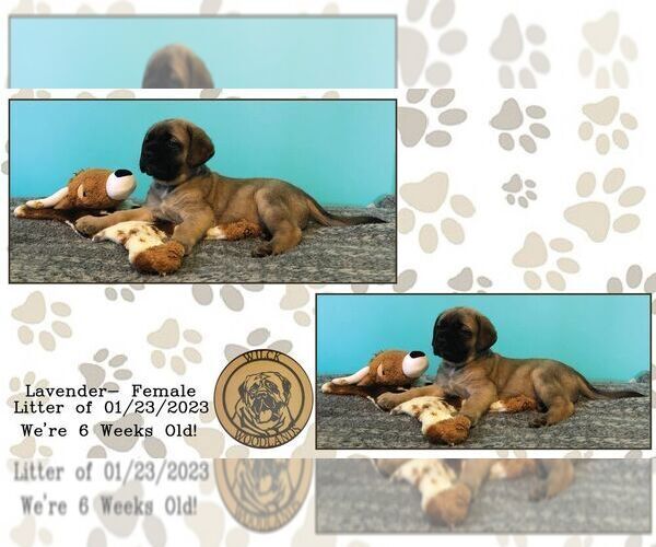 Medium Photo #2 American Mastiff Puppy For Sale in JACKSON, OH, USA