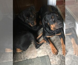 Father of the Rottweiler puppies born on 11/14/2019