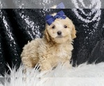 Small #4 Maltipoo