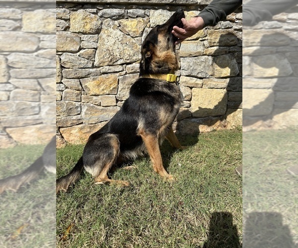 Medium Photo #1 German Shepherd Dog Puppy For Sale in LUTHER, OK, USA