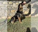 Small Photo #1 German Shepherd Dog Puppy For Sale in LUTHER, OK, USA