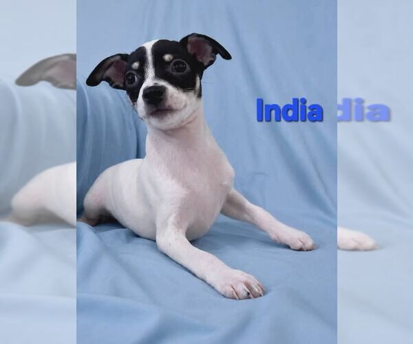 Medium Photo #1 Jack Chi Puppy For Sale in Pompano Beach , FL, USA