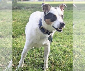 Jack Russell Terrier-Unknown Mix Dogs for adoption in Batavia, OH, USA