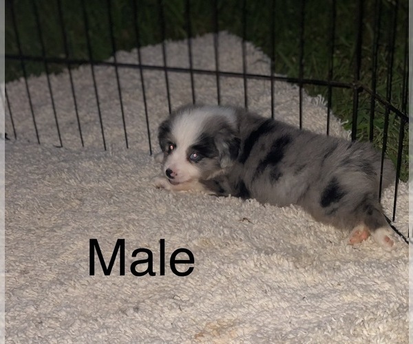 Medium Photo #12 Miniature Australian Shepherd Puppy For Sale in HOULKA, MS, USA