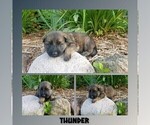 Small #5 German Shepherd Dog