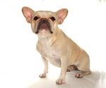 Small #1 French Bulldog