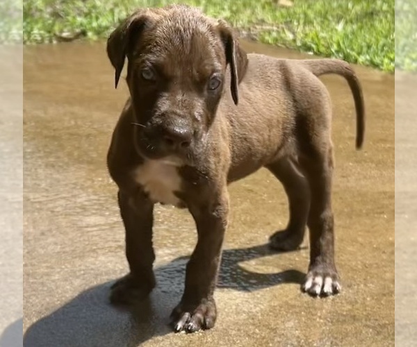 Medium Photo #6 Great Dane Puppy For Sale in CLANTON, AL, USA