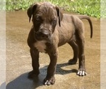 Small #5 Great Dane