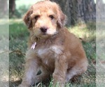 Puppy Dahlia Goldendoodle