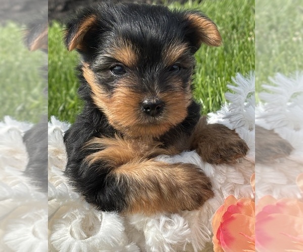 Medium Photo #8 Yorkshire Terrier Puppy For Sale in ROCK STREAM, NY, USA