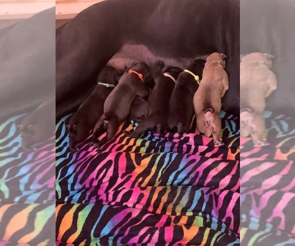 Medium Photo #6 Boerboel Puppy For Sale in LAS CRUCES, NM, USA