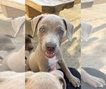 Small #1 American Staffordshire Terrier Mix