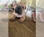 Small #2 Chinese Shar-Pei
