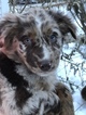 Small Photo #2 Australian Shepherd Puppy For Sale in E WALLINGFORD, VT, USA