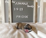 Small Photo #3 Faux Frenchbo Bulldog Puppy For Sale in TIFFIN, IA, USA