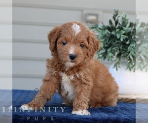 Goldendoodle (Miniature) Puppy for sale in NARVON, PA, USA