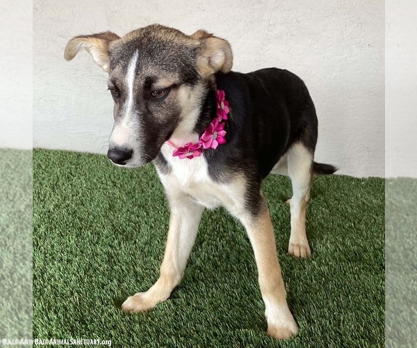 Medium Photo #6 Huskies -Unknown Mix Puppy For Sale in San Diego, CA, USA