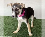 Small #5 Huskies  Mix