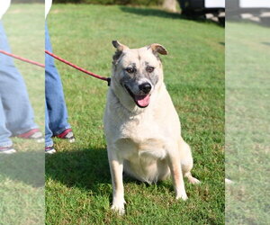 Akita Dogs for adoption in Glen Allen, VA, USA
