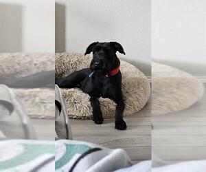 Schnauzer (Giant) Dogs for adoption in San Antonio, TX, USA