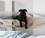 Small Schnauzer (Giant)