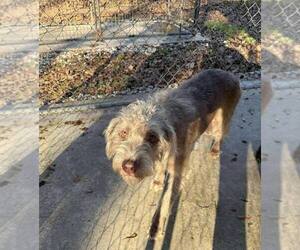 Portuguese Water Dog-Unknown Mix Dogs for adoption in New York, NY, USA