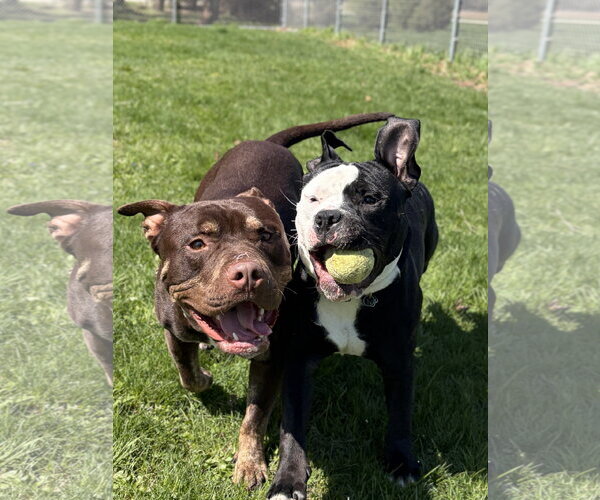 Medium Photo #10 Mutt Puppy For Sale in Jefferson, WI, USA