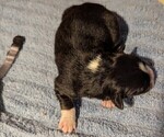 Small Photo #22 Australian Shepherd Puppy For Sale in SYLVA, NC, USA