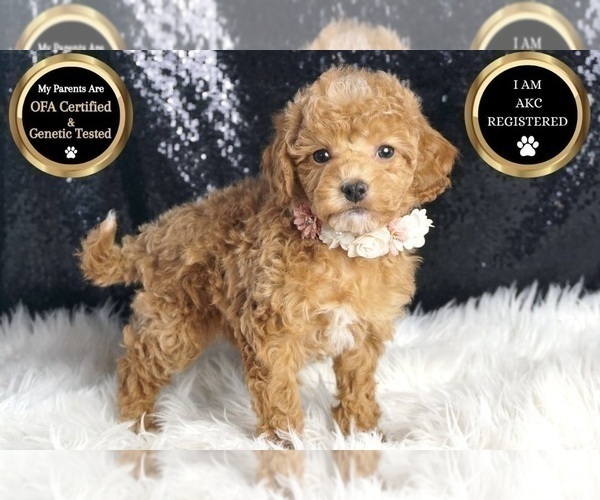 Medium Photo #39 Poodle (Toy) Puppy For Sale in WARSAW, IN, USA