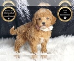 Small #6 Poodle (Toy)