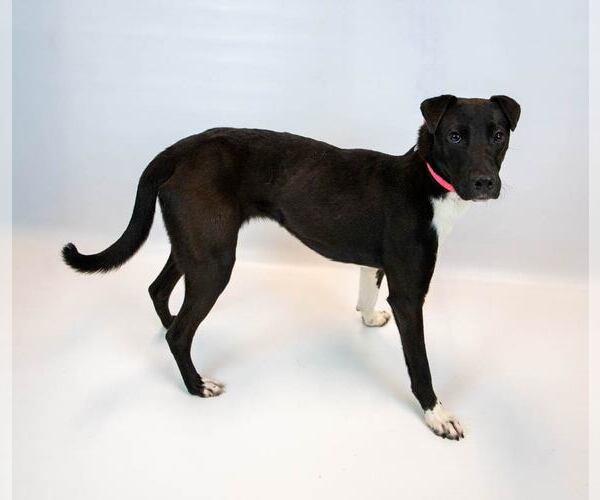 Medium Photo #6 Borador Puppy For Sale in Kennesaw, GA, USA