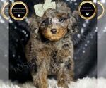 Puppy Ziggy AKC Poodle (Miniature)