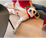 Small #9 American Pit Bull Terrier Mix