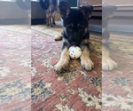 Small #4 German Shepherd Dog