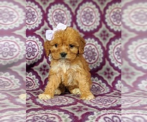 Cock-A-Poo Puppy for sale in CHRISTIANA, PA, USA