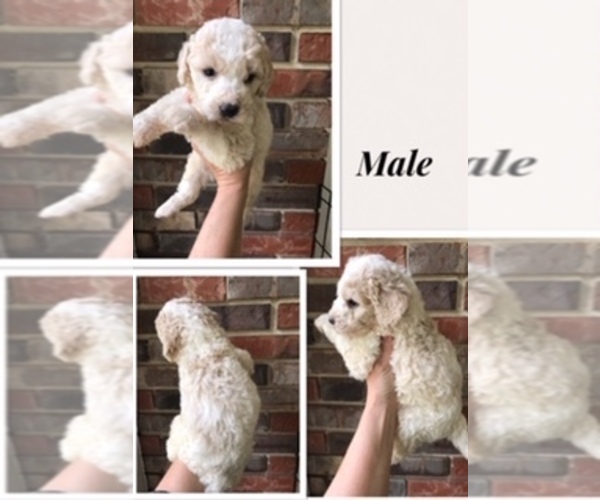 Medium Photo #3 Bernedoodle-Poodle (Standard) Mix Puppy For Sale in COOKEVILLE, TN, USA