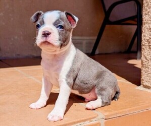 Boston Terrier Puppy for sale in SAN FERNANDO, CA, USA