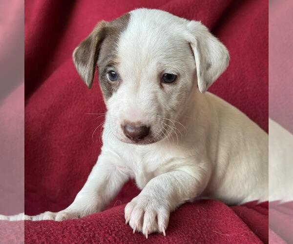 Medium Photo #4 Jack Russell Terrier-Unknown Mix Puppy For Sale in San Diego, CA, USA