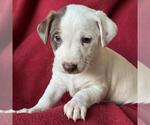 Small #3 Jack Russell Terrier Mix