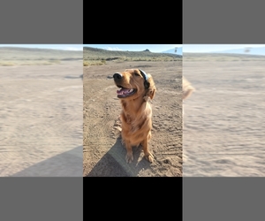 Mother of the Golden Retriever puppies born on 07/02/2025