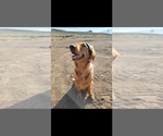Small Photo #1 Golden Retriever Puppy For Sale in RENO, NV, USA