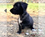 Small #5 Mutt